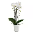 Elho Orkidearuuk. Vibes Orchid High 12,5 - Suojaruukut ja -korit - 8711904527631 - 2