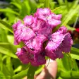 Harjaneilikka - Perennat - 71561 - 1