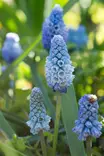 Helmililja Azureum 20 kpl/pkt - Liljat - 8711148308621 - 1