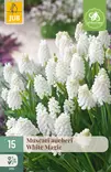 Helmililja White Magic 15 kpl/pkt - Liljat - 8712438521331 - 1