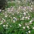 Hopeasyysvuokko Robustissima - Perennat - 70261 - 1