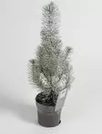 Huonemänty Silver Crest ø10,5 cm - Joulukauppa - 129081 - 1