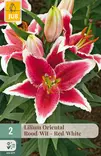 Idänlilja Oriental Red-White 2 kpl/pkt - Liljat - 8712438975141 - 1