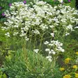 Isorikko - Perennat - 7501 - 1