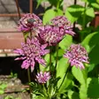 Isotähtiputki Primadonna - Perennat - 70911 - 1