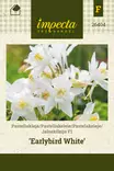 Jaloakileija F1 Earlybird White - Kukkien ja koristeheinien siemenet - 7332756264041 - 0