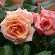 Köynnösruusu Barock - Köynnösruusut - 31061 - 1