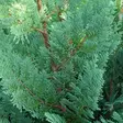 Lawsoninsypressi Columnaris 80-100 - Havupuut - 60281 - 1