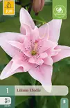 Lilja Elodie 1 kpl/pkt - Liljat - 8712438618741 - 1
