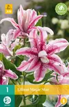 Lilja Magic Star 1 kpl/pkt - Liljat - 8712438619571 - 0