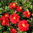 Maanpeittoruusu Salsa - Ryhmäruusut - 31811 - 1