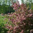 Marjaomenapensas Susanna - Koristepensaat - 46071 - 1