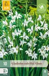 Miekkalilja Colvillei Albus 10 kpl/pkt -  - 8712438617751 - 1