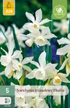 Narsissi Triandrust Thalia 5 kpl/pkt - Narsissit - 8712438977091 - 1