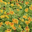 Pääskynmaksaruoho - Perennat - 75261 - 1