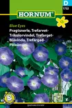 Päivänsini Blue Eyes - Kukkien ja koristeheinien siemenet - 5708787017321 - 0