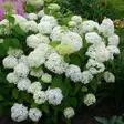 Pallohortensia Annabelle - Koristepensaat - 45931 - 1