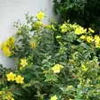 Pensaskuisma Hidcote - Koristepensaat - 45801 - 2