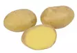 Peruna Lady Felicia 1 kg 30-55 mm - Siemenet ja sipulit - 6417486003731 - 1