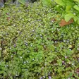 Rauniokilkka - Perennat - 71511 - 2