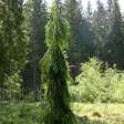 Surukuusi Sälinkään Pilari - Bonsait ja erikoishavut - 61241 - 1