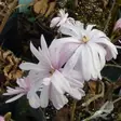 Tähtimagnolia Rosea - Koristepensaat - 42941 - 1