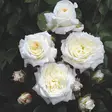 Tertturuusu Alabaster - Ryhmäruusut - 33671 - 1