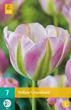 Tulppaani Groenland 7 kpl/pkt - Tulppaanit - 8712438506451 - 1