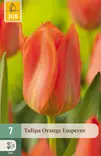 Tulppaani Orange Emperor 7 kpl/pkt - Tulppaanit - 8712438508301 - 1