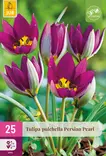 Tulppaani Persian Pearl 25 kpl/pkt - Tulppaanit - 8720873007921 - 1