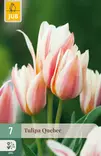 Tulppaani Quebec 7 kpl/pkt - Tulppaanit - 8712438509551 - 1