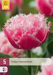 Tulppaani Queensland 5 kpl/pkt - Tulppaanit - 8712438526701 - 1