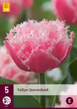 Tulppaani Queensland 5 kpl/pkt - Tulppaanit - 8712438526701 - 2