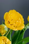 Tulppaani Yellow Pomponette 6 kpl/pkt - Tulppaanit - 8711148239581 - 2