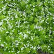 Tuoksumatara - Perennat - 72201 - 1