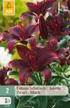 Värlilja Asiatic Black 2 kpl/pkt - Liljat - 8712438520761 - 1