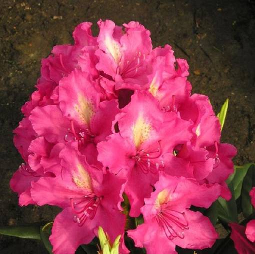 Alppiruusu Royal Amaranth - Alppiruusut ja atsaleat - 35201 - 1