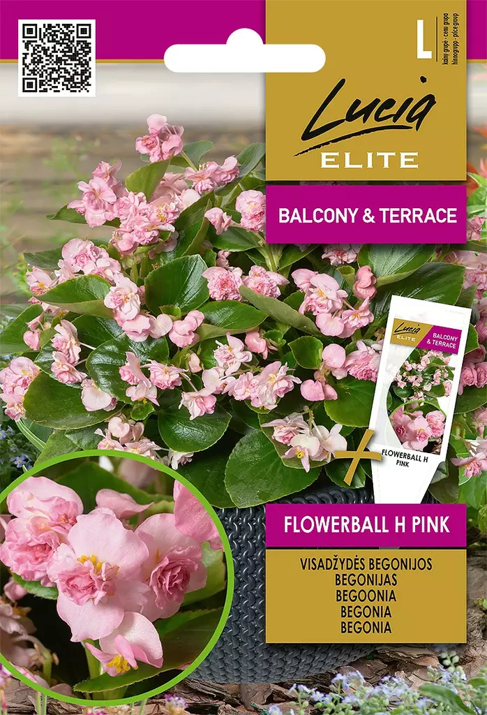 BEGONIA ELITE FLOWERBALL H PINK - Kukkien ja koristeheinien siemenet - 4770168920491 - 0