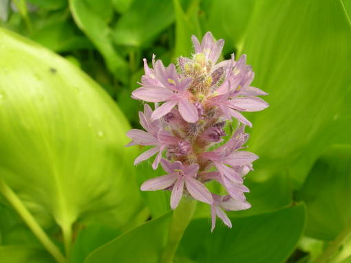 Herttasoikko Rosea - Vesikasvit - 77011 - 1