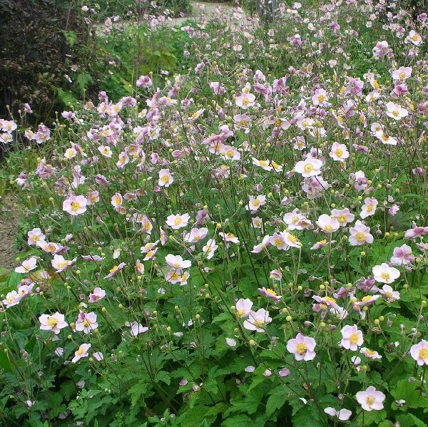 Hopeasyysvuokko Robustissima - Perennat - 70261 - 1