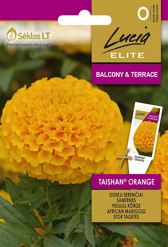 ISOSAMETTIKUKKA ELITE TAISHAN ORANGE - Kukkien ja koristeheinien siemenet - 4770168913851 - 0