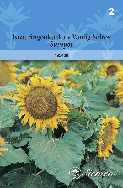 Isoauringonkukka Sunspot - Kukkien ja koristeheinien siemenet - 6415151934601 - 1
