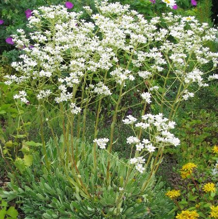 Isorikko - Perennat - 7501 - 1