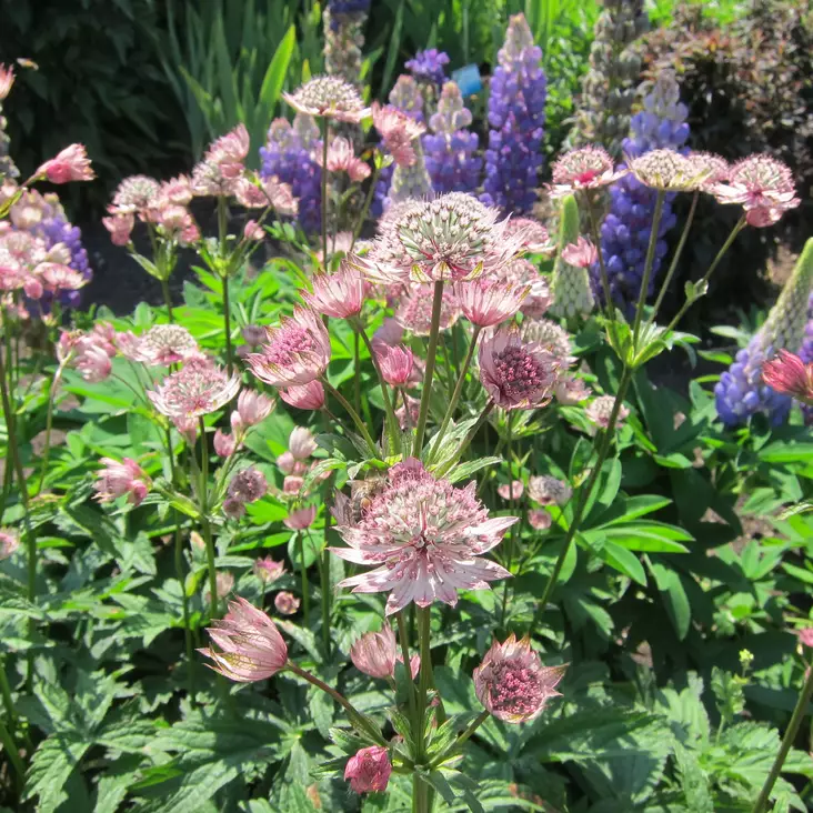 Isotähtiputki Roma - Perennat - 70931 - 1