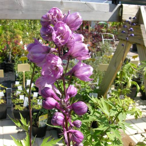 Jaloritarinkannus Astolat - Perennat - 71531 - 1