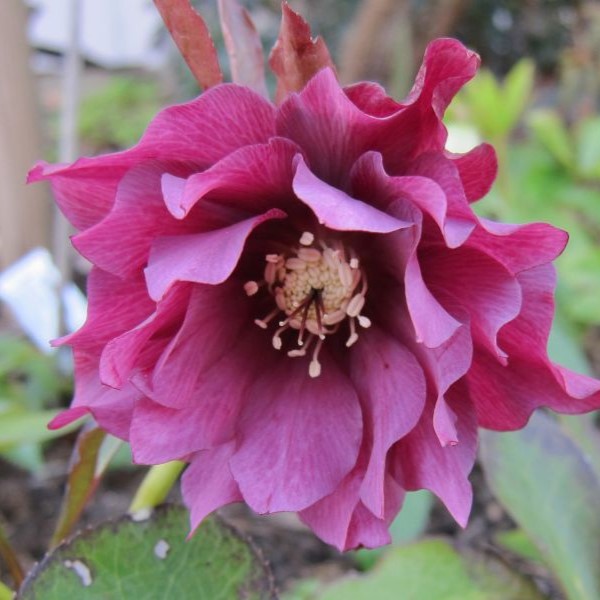 Jouluruusu Double Ellen Red - Perennat - 72381 - 1