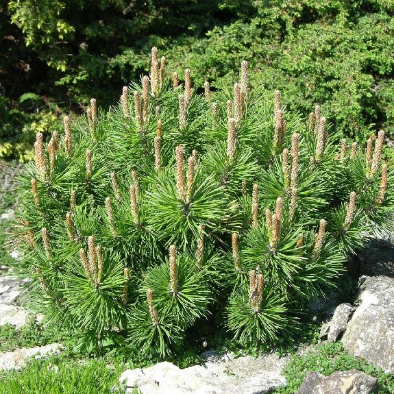 Kääpiövuorimänty Pumilio 25-30 - Havupuut - 61841 - 1