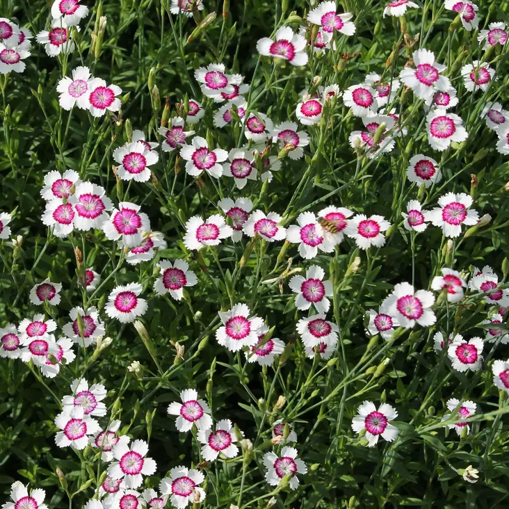 Ketoneilikka Arctic Fire - Perennat - 71601 - 1