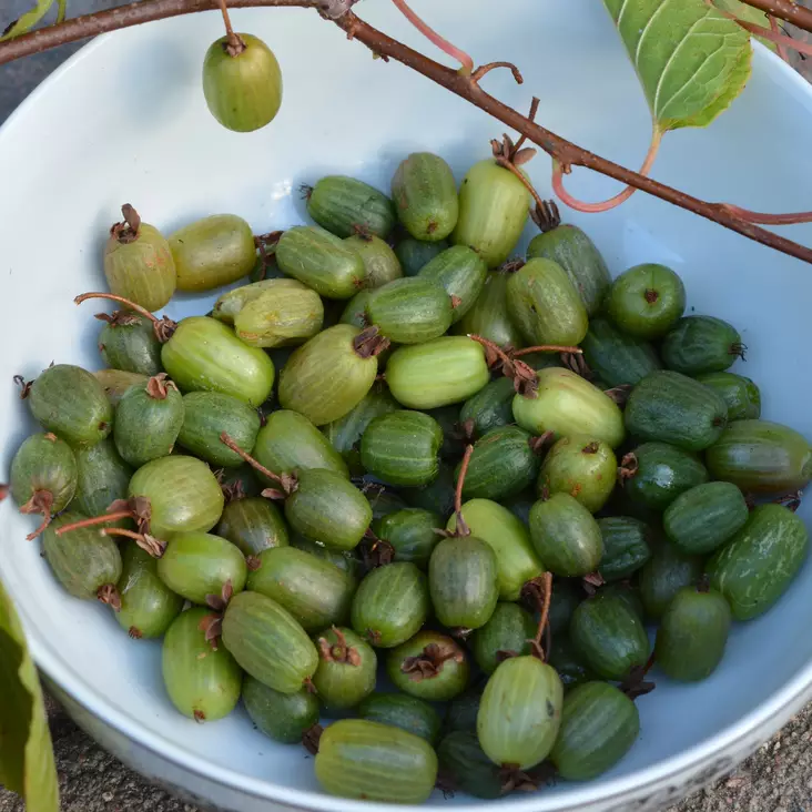 Kiinanlaikkuköynnös Annikki - Köynnöskasvit - 5001 - 1