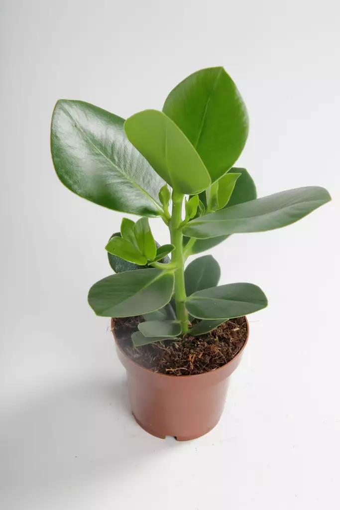 Klusia ø12 cm -  - 150251 - 1